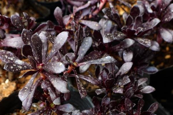 黑法師多肉和紫羊絨的區別是什么  黑王子和黑法師有什么區別