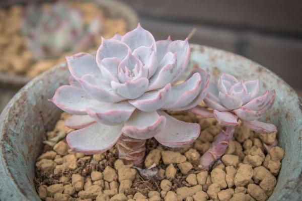 藍石蓮繁殖方法 多肉植物藍石蓮可以葉插嗎