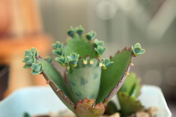 多肉不死鳥圖片大全 不死鳥特點與簡介