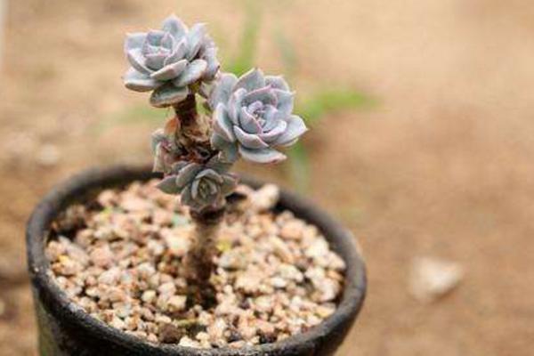 藍石蓮繁殖方法 多肉植物藍石蓮可以葉插嗎