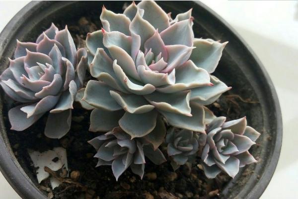 藍石蓮繁殖方法 多肉植物藍石蓮可以葉插嗎