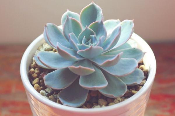 藍石蓮繁殖方法 多肉植物藍石蓮可以葉插嗎