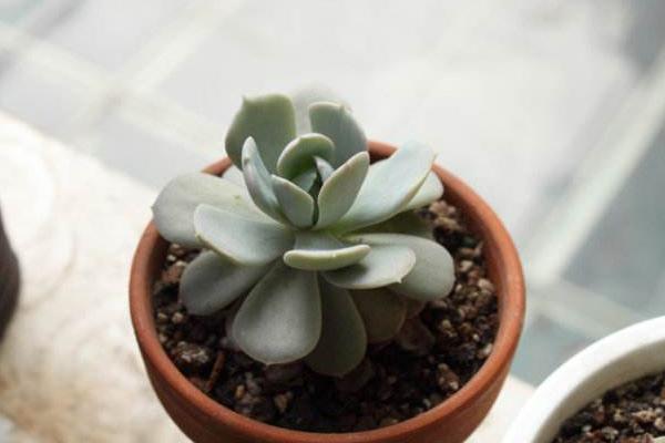 魯氏石蓮葉松散容易掉葉子怎么辦 魯氏石蓮的養殖方法