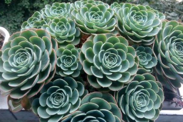 玉蝶多肉圖片大全（老樁） 多肉植物玉蝶特點與簡介