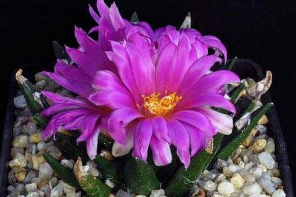 巖牡丹養(yǎng)殖方法與注意事項(xiàng) 巖牡丹如何繁殖