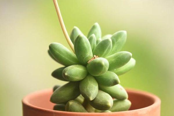 千代田之松怎么葉插繁殖 千代田之松徒長怎么辦