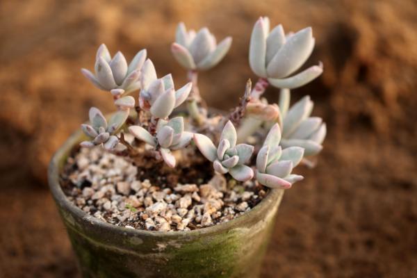 霜之朝多肉圖片大全（含老樁） 霜之朝特點與簡介