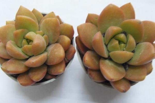 黃麗多肉怎么養能快速爆盆 黃麗養殖方法與注意事項