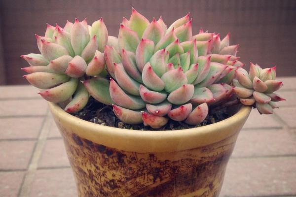 女雛怎么養（爆盆） 多肉女雛養殖方法與注意事項