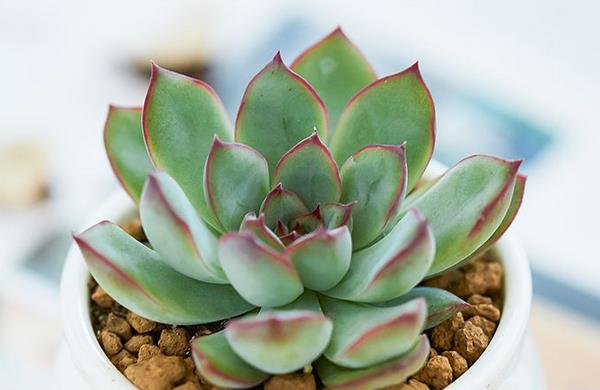 花月夜多肉葉子干枯原因及解決方法 花月夜繁殖方法