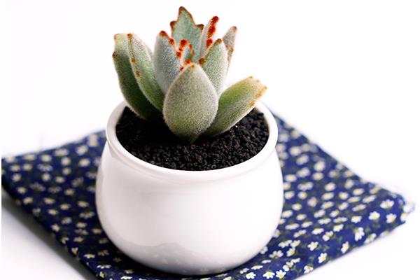 月兔耳多肉怎么養 月兔耳養殖方法與注意事項