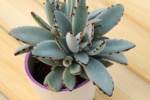 月兔耳多肉怎么養 月兔耳養殖方法與注意事項