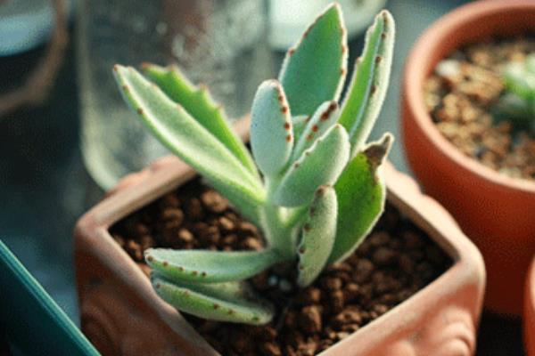 月兔耳多肉怎么養 月兔耳養殖方法與注意事項