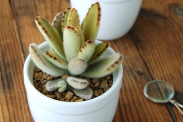 月兔耳多肉怎么養 月兔耳養殖方法與注意事項