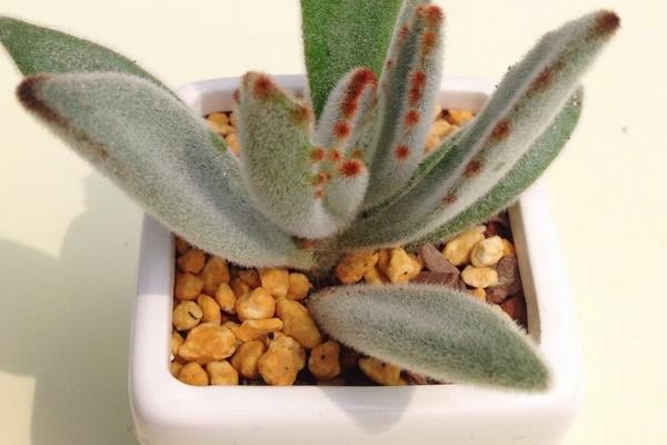 月兔耳多肉怎么養 月兔耳養殖方法與注意事項