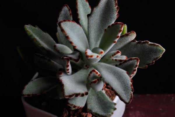 月兔耳多肉怎么養 月兔耳養殖方法與注意事項