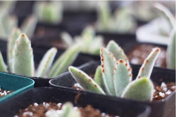 月兔耳多肉怎么繁殖（扦插） 月兔耳多肉開花嗎