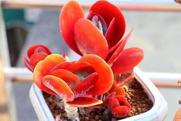 唐印多肉植物的養殖方法與注意事項 多肉唐印能養到多大