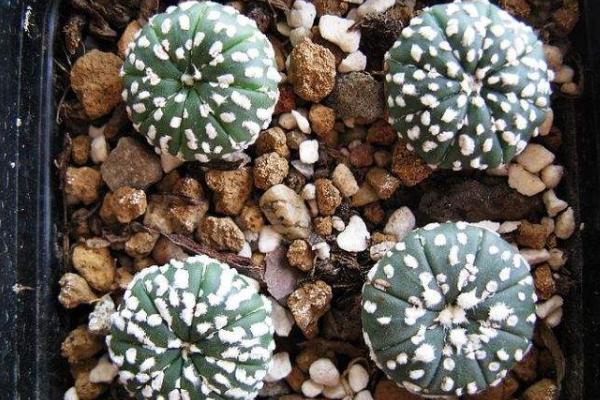 星球多肉變黃的原因及處理方法 星球可以悶養嗎