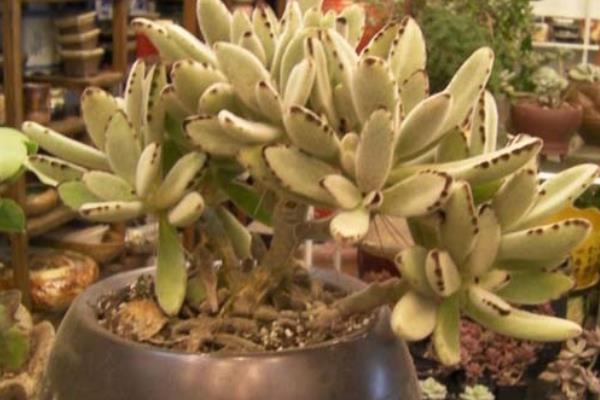 月兔耳多肉圖片大全（含老樁） 月兔耳特點與簡介