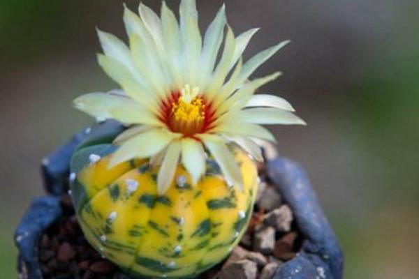 星球多肉變黃的原因及處理方法