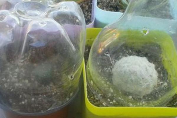 星球多肉變黃的原因及處理方法