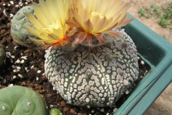 星球多肉變黃的原因及處理方法