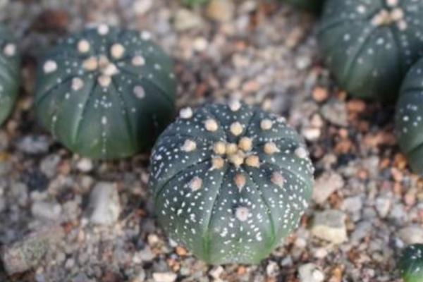 星球多肉變黃的原因及處理方法