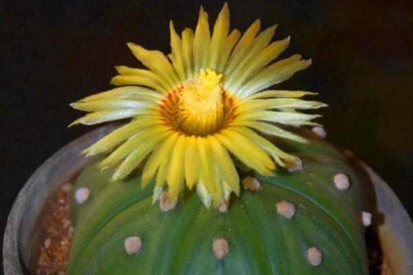 星球多肉變黃的原因及處理方法