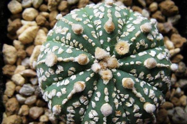 星球多肉可以長多大 星球干癟了怎么辦