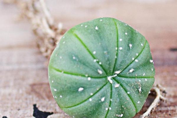星球多肉養殖方法與注意事項 多肉星球怎么養