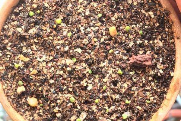 星球多肉養殖方法與注意事項 多肉星球怎么養