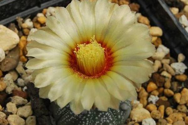 星球多肉養殖方法與注意事項 多肉星球怎么養