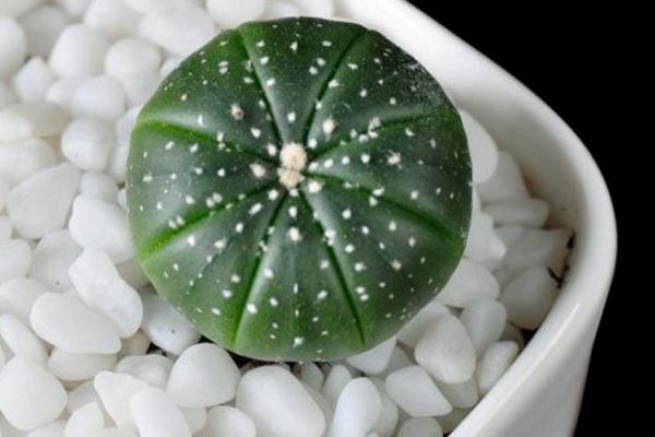 星球多肉養殖方法與注意事項 多肉星球怎么養