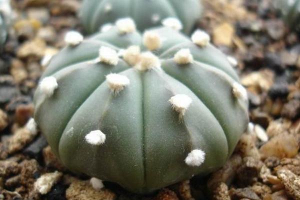 星球多肉養殖方法與注意事項 多肉星球怎么養