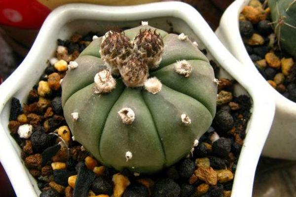 星球多肉養殖方法與注意事項 多肉星球怎么養