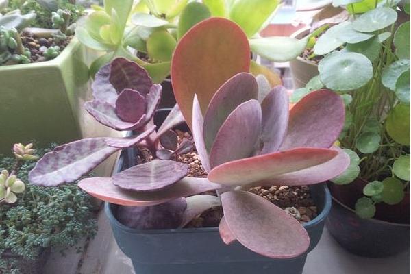 唐印多肉植物的養殖方法與注意事項 多肉唐印能養到多大