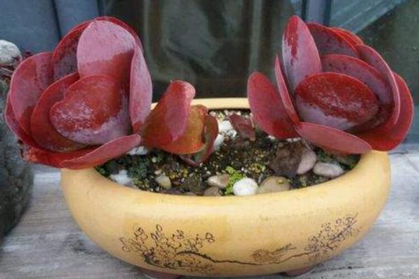 唐印多肉植物的養殖方法與注意事項 多肉唐印能養到多大