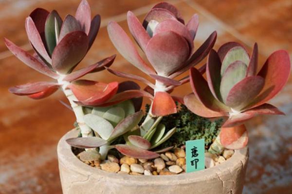 唐印多肉植物的養殖方法與注意事項 多肉唐印能養到多大