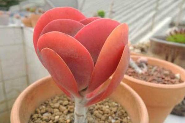 唐印多肉植物的養殖方法與注意事項 多肉唐印能養到多大