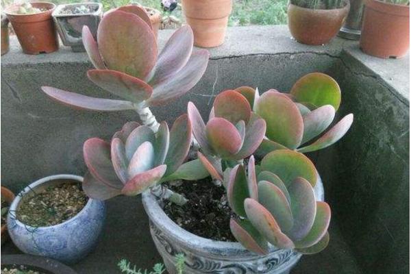 唐印多肉植物的養殖方法與注意事項 多肉唐印能養到多大