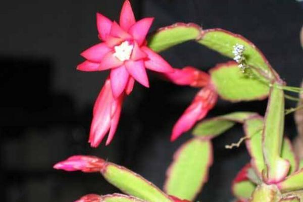 仙人指和蟹爪蘭哪個好 仙人指越長越細怎么辦（原因及辦法）