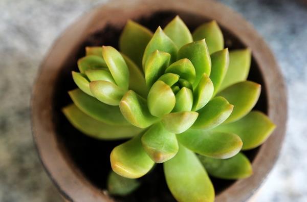 黃麗多肉徒長怎么辦 黃麗多肉澆水技巧