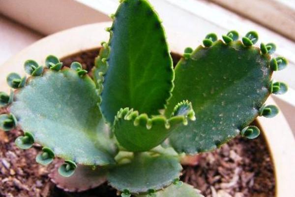 落地生根葉子彎曲的解決方法 落地生根徒長怎么辦