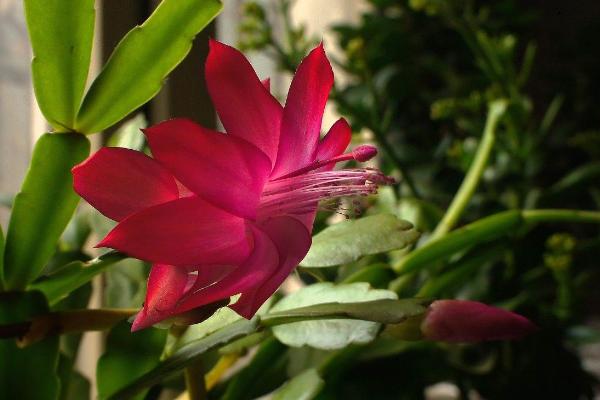 仙人指如何快速開花 仙人指澆水技巧