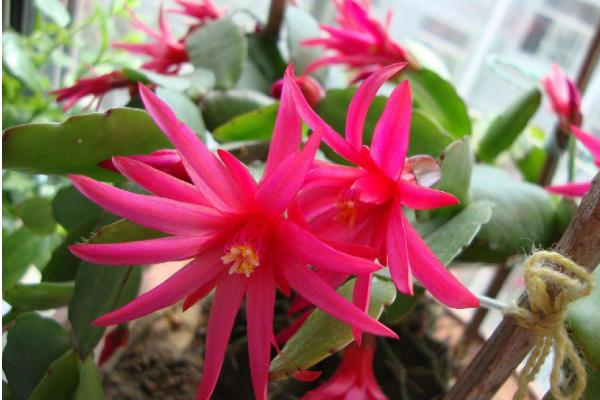 假曇花圖片大全 假曇花特點(diǎn)與簡介