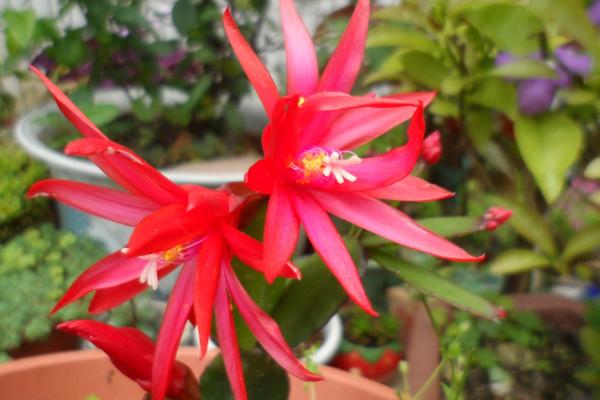 假曇花的養殖方法與注意事項 假曇花不開花的原因