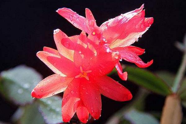 假曇花的養殖方法與注意事項 假曇花不開花的原因