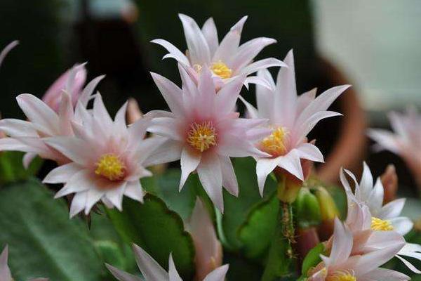 假曇花的養殖方法與注意事項 假曇花不開花的原因