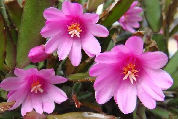 假曇花的養殖方法與注意事項 假曇花不開花的原因